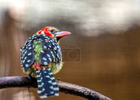 Striking Red-and-yellow Barbet brightens the landscapes of Sub-Saharan Africa with its vibrant plumage and melodious calls. 