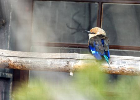 Blue-bellied Roller flaunts its vibrant plumage in the savannas of Sub-Saharan Africa, a symbol of the region's avian splendor. 