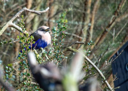 Blaubauchroller prahlt mit seinem lebendigen Gefieder in den Savannen Schwarzafrikas, einem Symbol für die Vogelpracht der Region. 