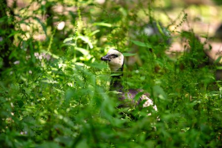 Barnacle Goose prospère dans les zones humides du nord de l'Europe, son plumage saisissant un point culminant de la diversité aviaire de la région. 