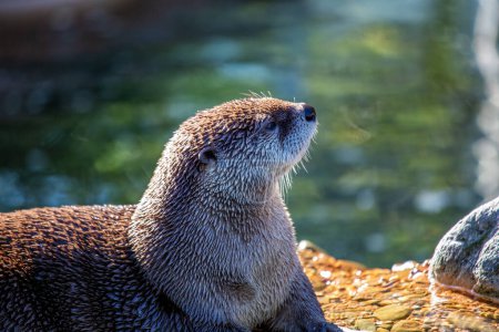 American River Otter frolics in North American rivers, embodying the playful spirit of freshwater ecosystems. 