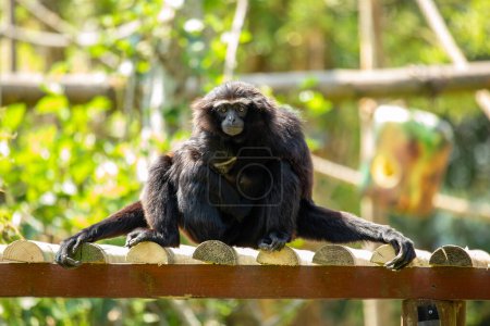 Gibbon agile oscille gracieusement à travers les forêts tropicales luxuriantes de l'Asie du Sud-Est, ses appels envoûtants résonnent dans la canopée. 