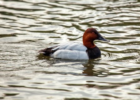 Canvasback gracefully glides across North American marshes, its striking appearance a testament to wetland diversity. 