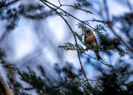 Brambling dazzles in the woodlands of Europe and Asia, its vibrant plumage adding color to seasonal migrations.