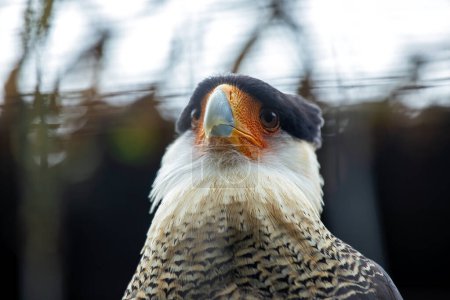 Crested Caracara patrols the skies of the Americas, its striking appearance embodying the spirit of open landscapes.