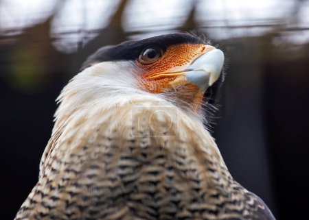 Crested Caracara patrols the skies of the Americas, its striking appearance embodying the spirit of open landscapes.