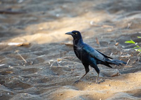 Great-tailed Grackle boasts its iridescent plumage in North American wetlands, a charismatic presence in avian communities.