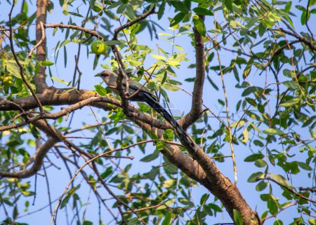 Grünschnabel-Malkoha fügt sich elegant in das üppige Laub südostasiatischer Wälder ein, ein Symbol tropischer Vogelvielfalt. 