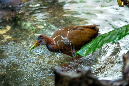 Grey-necked Wood Rail lurks among dense foliage in Central and South American wetlands, its presence elusive.