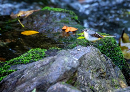Photo for Grey Wagtail bobs along the streams of Europe and Asia, its vibrant plumage adding color to riverside habitats. - Royalty Free Image