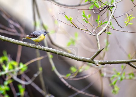 Photo for Grey Wagtail bobs along the streams of Europe and Asia, its vibrant plumage adding color to riverside habitats. - Royalty Free Image