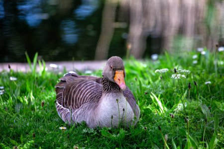 Greylag Goose gracefully glides across lakes and marshes of Europe and Asia, a symbol of wetland beauty.