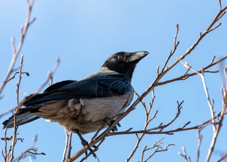 A Hooded Crow, its sleek black feathers contrasting with the urban landscape, perches atop a building, surveying its domain.