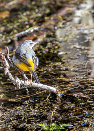 A Grey Wagtail gracefully flits along a streambed, its long tail feathers dipping with each step.