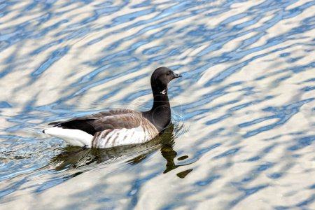 Une Bernache cravache brille sur le rivage, son plumage noir et blanc distinctif contrastant avec l'immensité de l'océan.