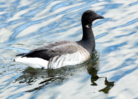 A Brent Goose grazes on the shoreline, its distinctive black and white plumage contrasting with the vastness of the ocean.