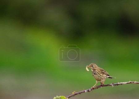 Meadow Pipit (Anthus pratensis) flits through the grasslands of Bull Island, its melodic chirps filling the coastal air with the essence of Ireland's wildlife. 