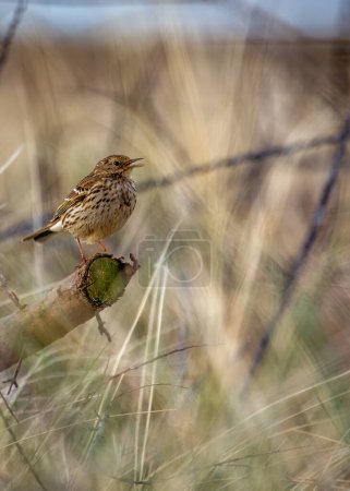 Meadow Pipit (Anthus pratensis) flits through the grasslands of Bull Island, its melodic chirps filling the coastal air with the essence of Ireland's wildlife. 