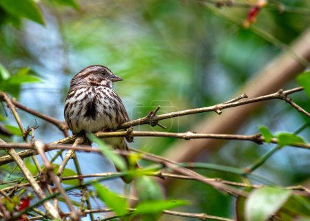 Song Sparrow (Melospiza melodia) singt seine wohlklingenden Melodien im Grünen des Golden Gate Park in San Francisco und begeistert die Besucher mit seiner Anwesenheit.