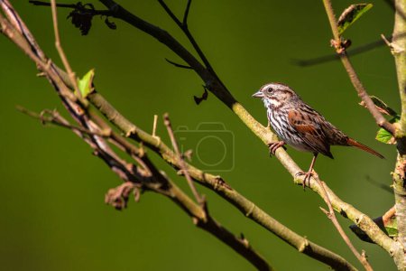 Song Sparrow (Melospiza melodia) singt seine wohlklingenden Melodien im Grünen des Golden Gate Park in San Francisco und begeistert die Besucher mit seiner Anwesenheit.