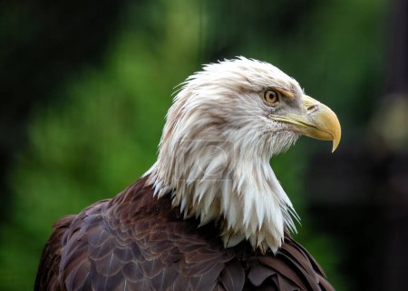 American Bald Eagle (Haliaeetus leucocephalus) soars high above North American landscapes, its majestic presence symbolizing freedom and strength.