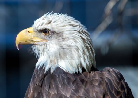 American Bald Eagle (Haliaeetus leucocephalus) soars high above North American landscapes, its majestic presence symbolizing freedom and strength.