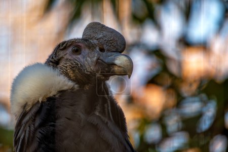 Anden-Kondor (Vultur gryphus) schwebt majestätisch über den schroffen Gipfeln der Anden und verkörpert den Geist des Hochlandes.