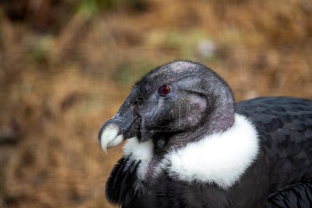 Andean Condor (Vultur gryphus) soars majestically over the rugged peaks of the Andes Mountains, epitomizing the spirit of the highlands.