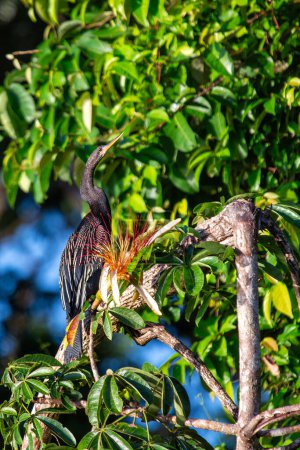 Anhinga (Anhinga anhinga) basks in the sun near the wetlands of Everglades National Park, Florida, showcasing its sleek form.