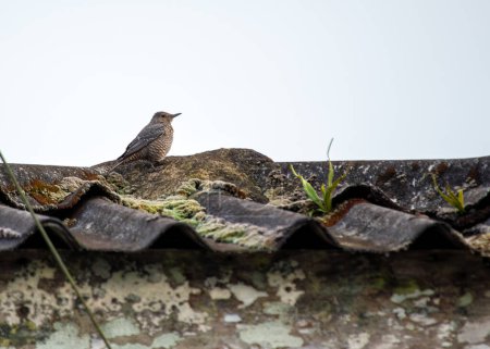 A black rock thrush perches on a rock formation in its Asian habitat. 