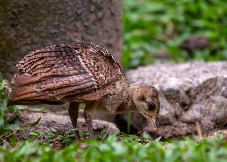 A baby Indian peafowl explores its surroundings in an Indian habitat.