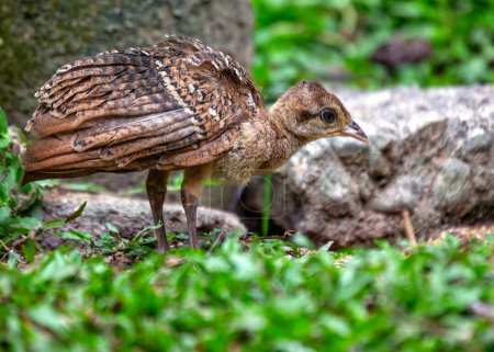A baby Indian peafowl explores its surroundings in an Indian habitat.