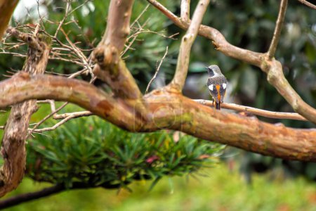 Un redstart dauriano se posa en medio del follaje en su hábitat asiático.