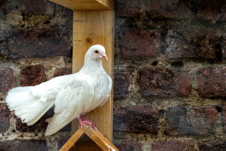 Téléchargez les photos : Un pigeon cumulet repose sur une perche dans un cadre domestique. - en image libre de droit