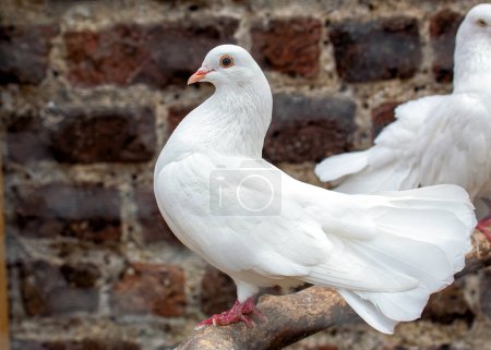 Un pigeon cumulet repose sur une perche dans un cadre domestique. 