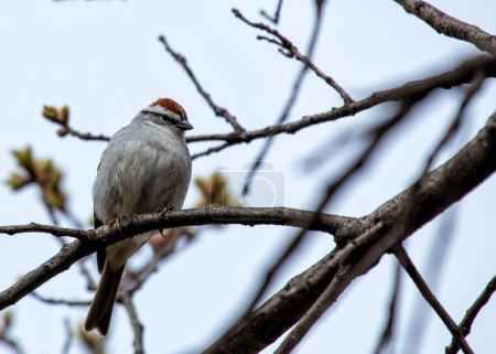 A chipping sparrow perches on a branch in its North American habitat. 