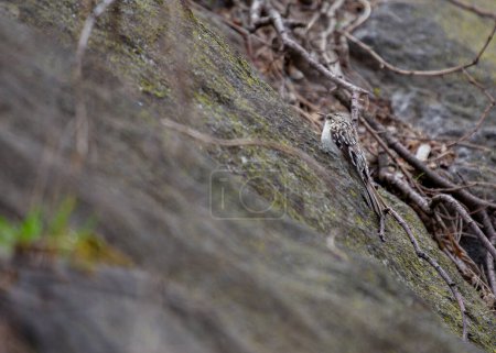 Una enredadera marrón secreta forrajea en troncos de árboles en un bosque norteamericano.
