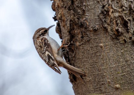 Téléchargez les photos : Un rampant brun secret se nourrit de troncs d'arbres dans une forêt nord-américaine. - en image libre de droit