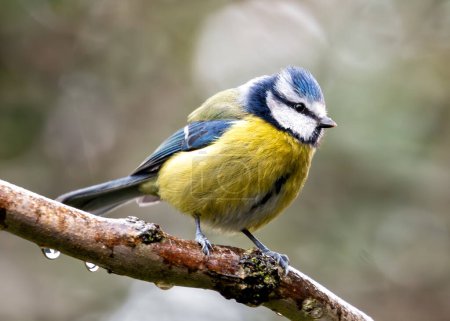 Petit oiseau chanteur bleu vif avec une poitrine jaune, perché dans la verdure dans les jardins botaniques de Dublin.