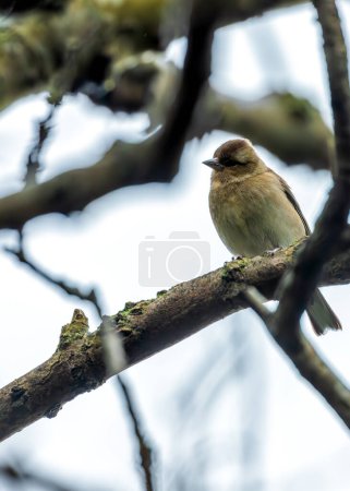 Chaffinch mâle au plumage vibrant chante au milieu des jardins botaniques nationaux de Dublin.