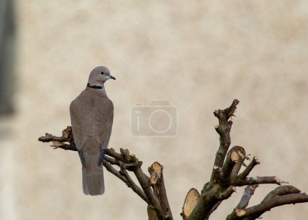 Graceful dove with a black neckband perched on a wire in Europe, Asia, or Africa. 
