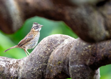 Common sparrow with rufous collar, frequents parks & gardens across Central & South America. 