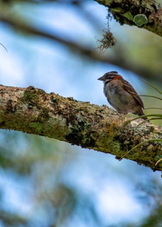 Common sparrow with rufous collar, frequents parks & gardens across Central & South America. 