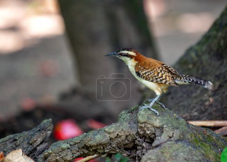Wren with rusty neck forages amongst acacia trees in Central & South America. 