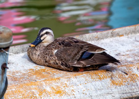 Dabbling duck with a distinctive black spot on its orange bill, swims on a wetland in Asia or Africa.
