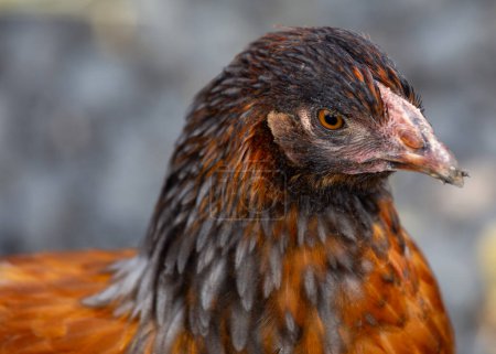 Une poule brune Burford productive au plumage brun riche pond des ?ufs dans un décor moderne de poulailler.