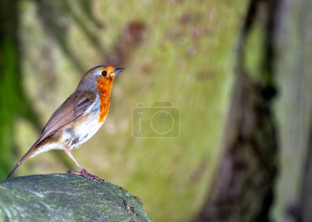 Adult Robin Red Breast with vibrant red breast perched on a branch in Dublin's National Botanic Gardens.