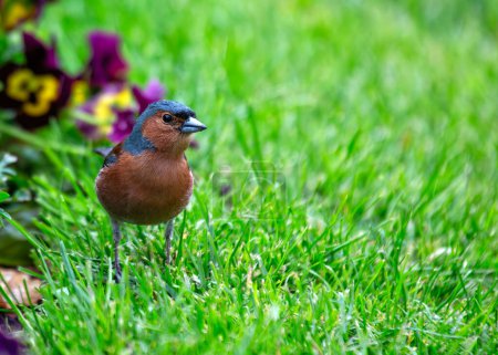 El pinzón macho con plumaje vibrante canta en medio de los Jardines Botánicos Nacionales de Dublín.