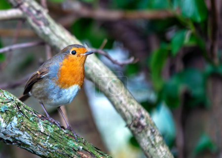 Adult Robin Red Breast with vibrant red breast perched on a branch in Dublin's National Botanic Gardens.