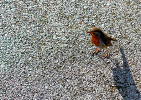 Sein rouge Robin adulte au sein rouge vif perché sur une branche dans les jardins botaniques nationaux de Dublin.